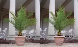 Image of Canary Island Phoenix Palms 1.5-Litre Pot Plant: One