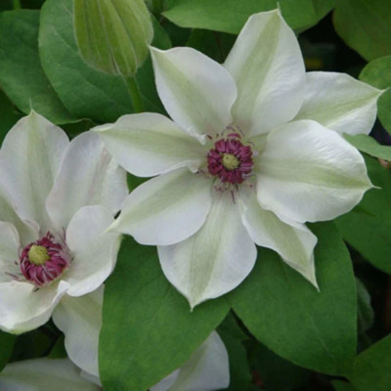Image of Thompson & Morgan Clematis Miss Bateman White Compact Climber 7Cm Pot X3
