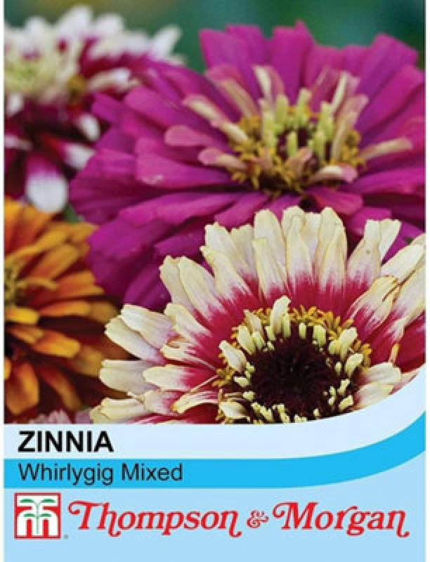 Image of Thompson & Morgan Zinnia Elegans Whirlygig Mixed 1 Packet (75 Seeds)
