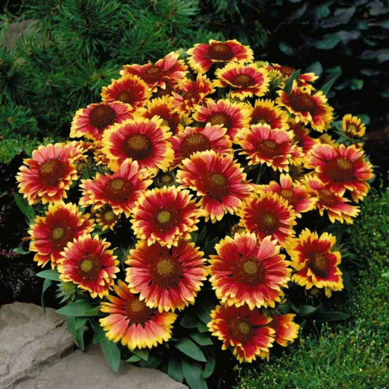 Image of Thompson & Morgan Gaillardia Arizona Sun 1 Litre Potted Plant X 2