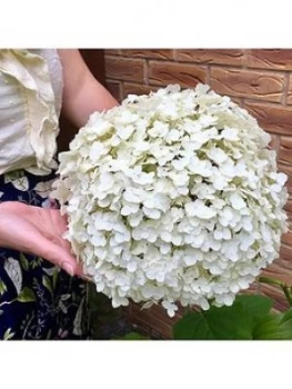 Image of Tree Hydrangea Incrediball 3L Pot