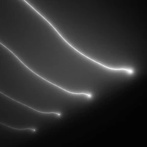 Image of Elektro Guzzi - Parade Vinyl