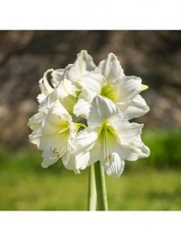 Image of White Amaryllis Bulb Size 26/29
