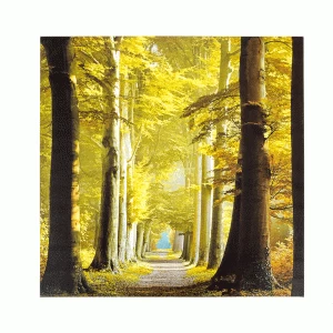 Image of La Hacienda Woodland Path Outdoor Canvas