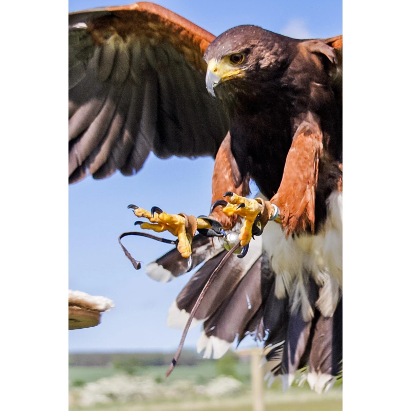 Image of Activity Superstore 3 Hour Falconry Experience None unisex One Size