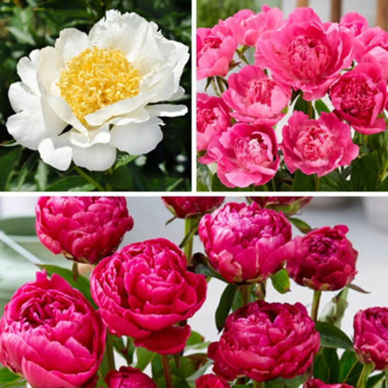 Image of Yougarden Patio Peony Bare Root Collection, Set Of 3 Compact Double Bloom Peonies, Ready To Plant For Pots And Borders