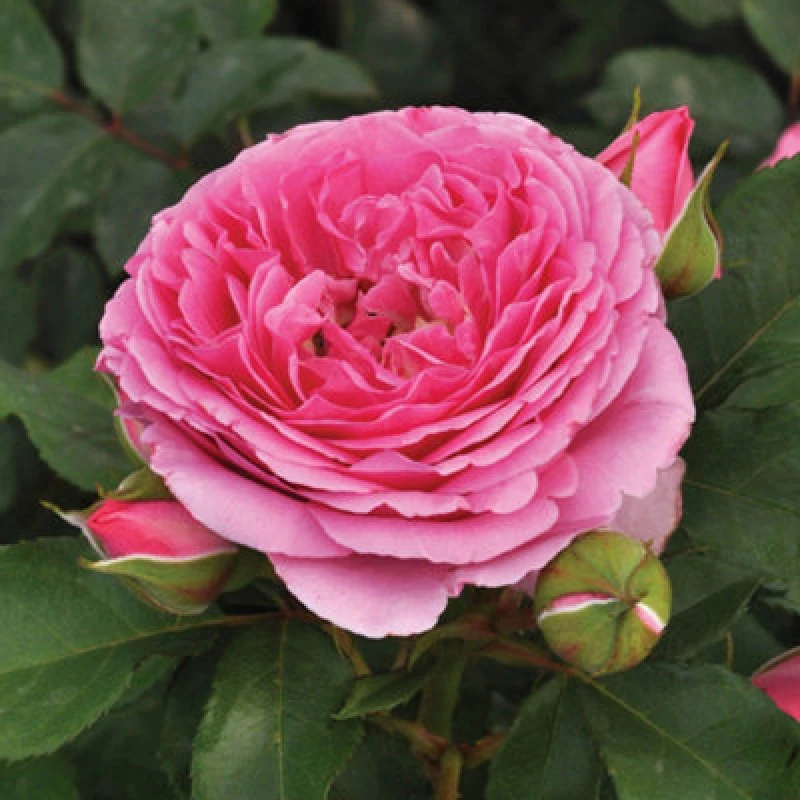 Image of You Garden Yougarden Rose 'platinum Jubilee', Set Of Two Bare Root Rose, Ready To Plant