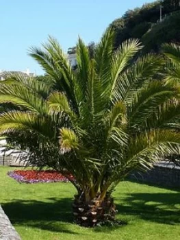 Image of Pair Of Hardy Phoenix Palm Trees 1.2-1.4M Tall