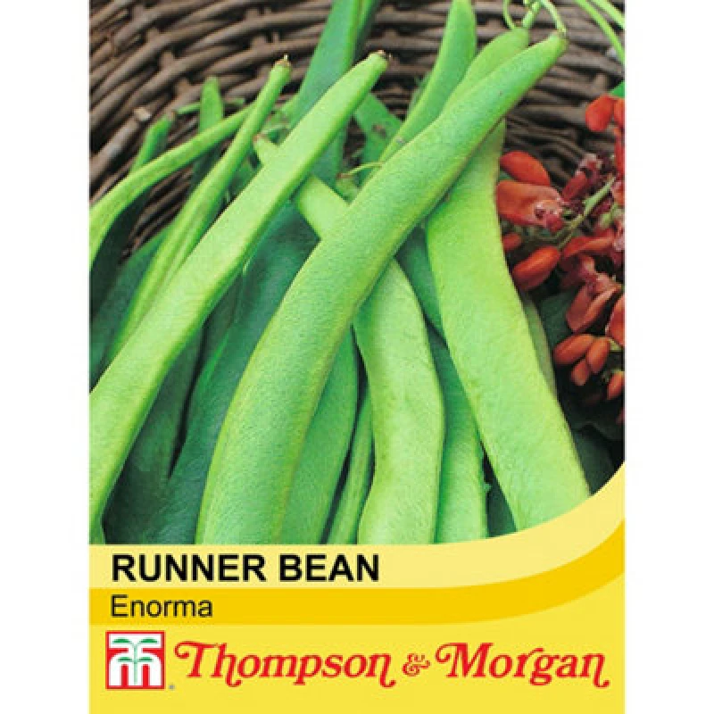 Image of Thompson & Morgan Runner Bean Enorma 1 Seed Packet (40 Seeds)