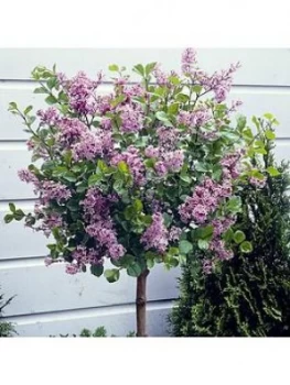 Image of Dwarf Lilac Standard 1M Tall 3L Pot