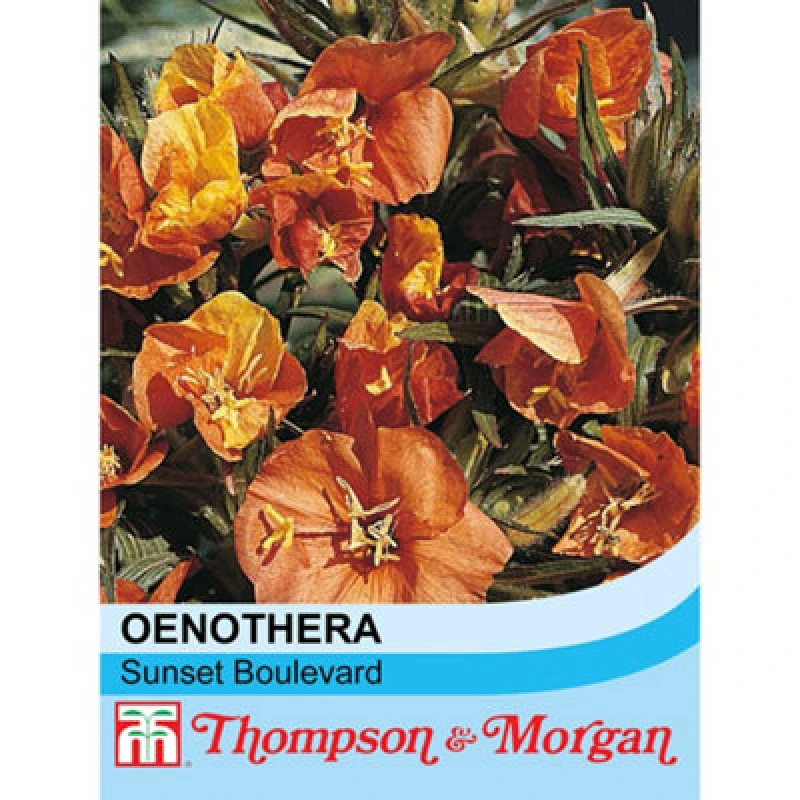 Image of Thompson & Morgan Oenothera Versicolor Sunset Boulevard 1 Packet (40 Seeds)