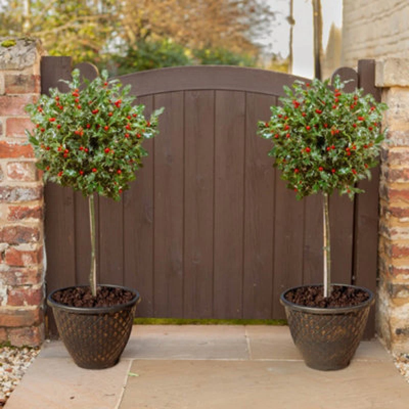 Image of YouGarden Pair of Standard Holly Trees with Decorative Pots Plants 80cm Green 70651115000