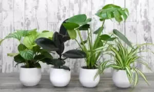 Image of Urban Jungle Houseplant Collection: Three