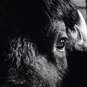 Image of Pictorial by Killbody Tuning Vinyl Album