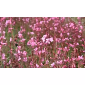 Image of Thompson & Morgan Thompson and Morgan Gaura 'Baby Butterfly Dark Pink' 9cm pot - 1 plant