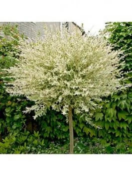 Image of Salix 'Flamingo' Standard 90Cm Tall