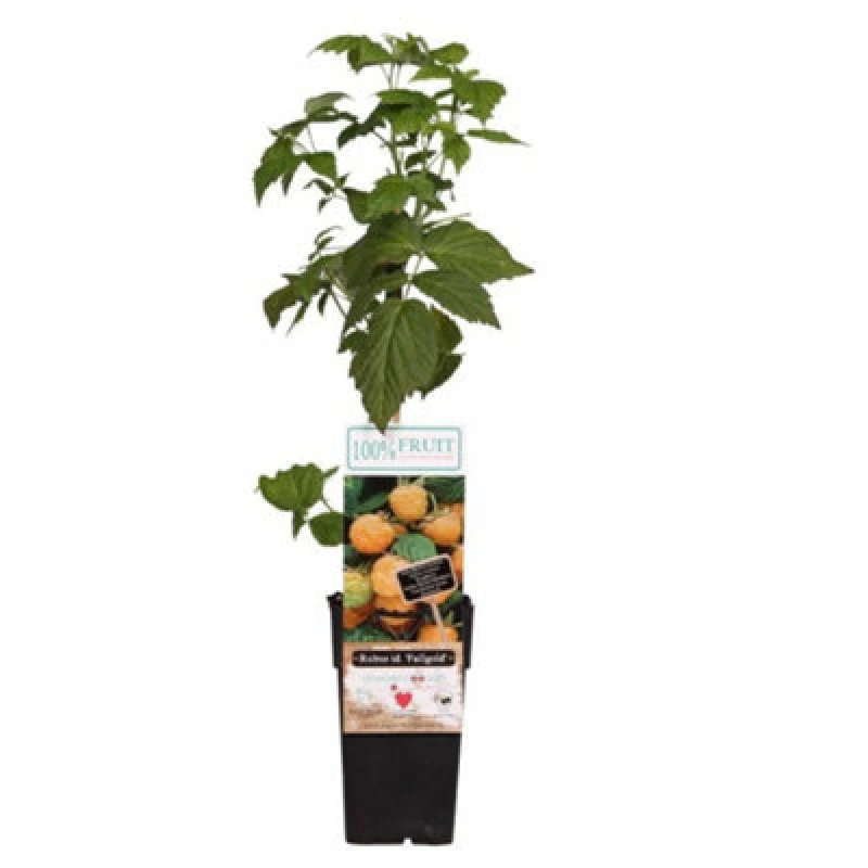 Image of Thompson & Morgan Rubus (Raspberry) Idaeus Fallgold 15Cm Potted Plant X 3