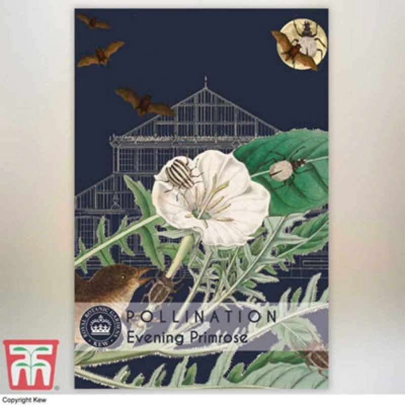 Image of Thompson & Morgan Evening Primrose Promo New Kew Range 1 Seed Packet (500 Seeds)