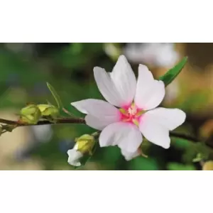 Image of Thompson & Morgan Thompson and Morgan Lavatera Barnsley Baby 9cm Pot x 3