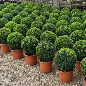 Image of Thompson & Morgan Thompson and Morgan Buxus Sempervivum Ball (Diameter 28-30cm) 23cm Pot x 2 plants + 2 x pots biscotti