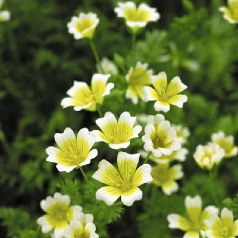 Image of Thompson & Morgan Poached Egg Plant (Limnanthes) 1 Seed Packet (50 Seeds)