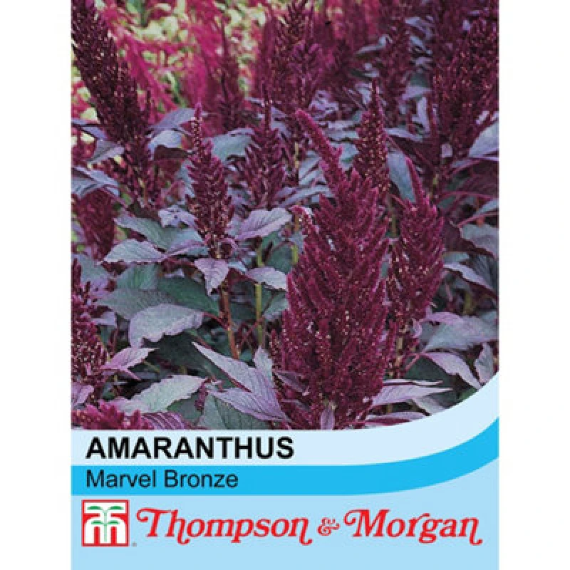 Image of Thompson & Morgan Amaranthus Marvel Bronze 1 Seed Packet (500 Seeds)