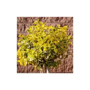 Image of Euonymous 'Marieke' 80-100cm standard