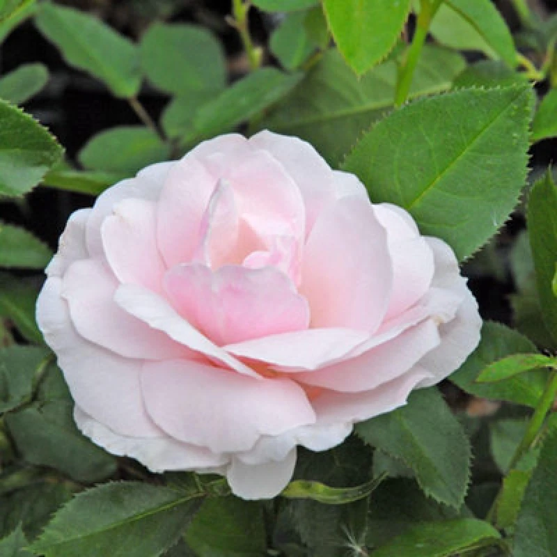 Image of Rose Many Happy Returns Floribunda Bush - Pale Pink Fragrant Blooms - Ideal Birthday Gift 2 Bare Roots Thompson & Morgan