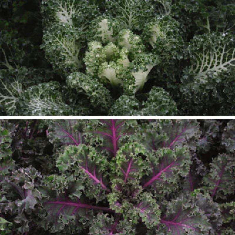 Image of Thompson & Morgan Kale Duo Mix 2 Seed Packets (10 Seeds Of Each Variety)