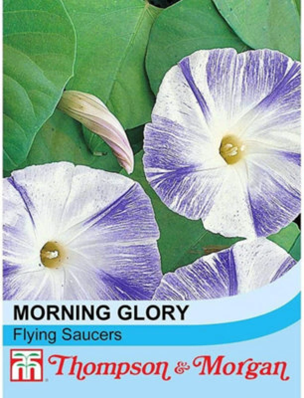 Image of Thompson & Morgan Morning Glory Flying Saucers 1 Seed Packet (35 Seeds)