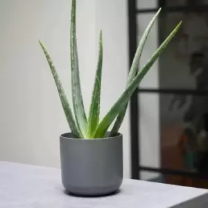 Image of Ivyline Lisbon Planter Charcoal - H26Cm D26Cm