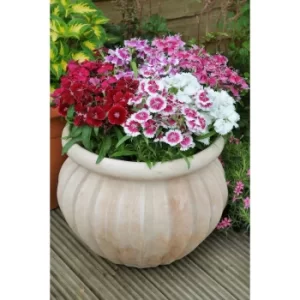 Image of 20 Dianthus Festival Mix Garden Ready Plants