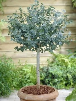 Image of Eucalyptus Gunnii Standard 3L