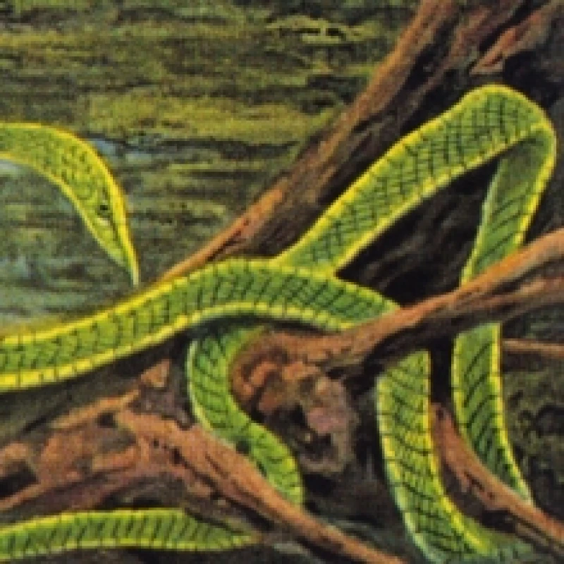 Image of Green Graves Vinyl