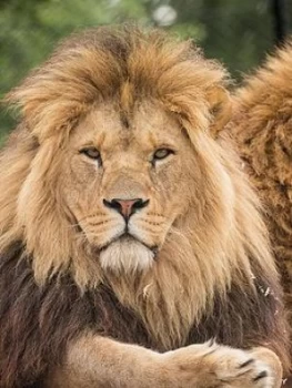 Image of Virgin Experience Days Big Cats Photography Experience In Woburn Or Merseyside