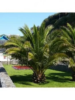Image of Pair Of Hardy Phoenix Palm Trees 80-100Cm Tall 15Cm Potted Plants