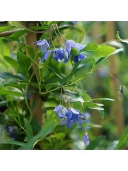 Image of You Garden Sollya Heterophylla 2L