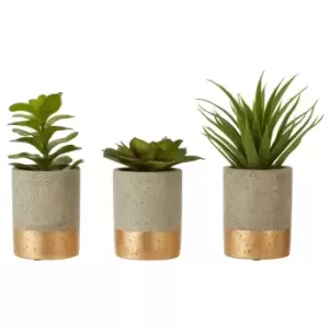 Image of Set of 3 Succulents in Grey & Gold Ceramic Pot