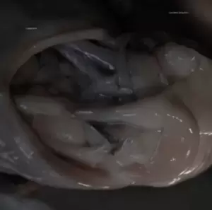 Image of Love Means Taking Action by Croatian Amor CD Album