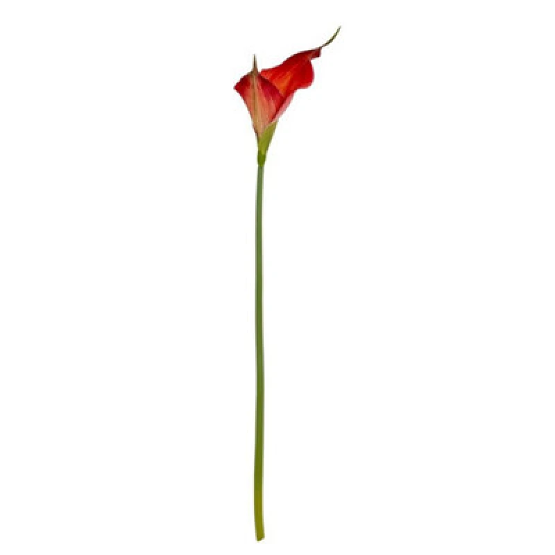 Image of Hill Interiors Fireball Calla Lily Artificial Flower - Plastic - H70 Cm - Red