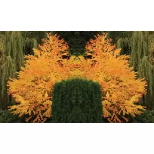 Image of Thompson & Morgan Thompson and Morgan Katsura Tree 9cm pot - 3 plant