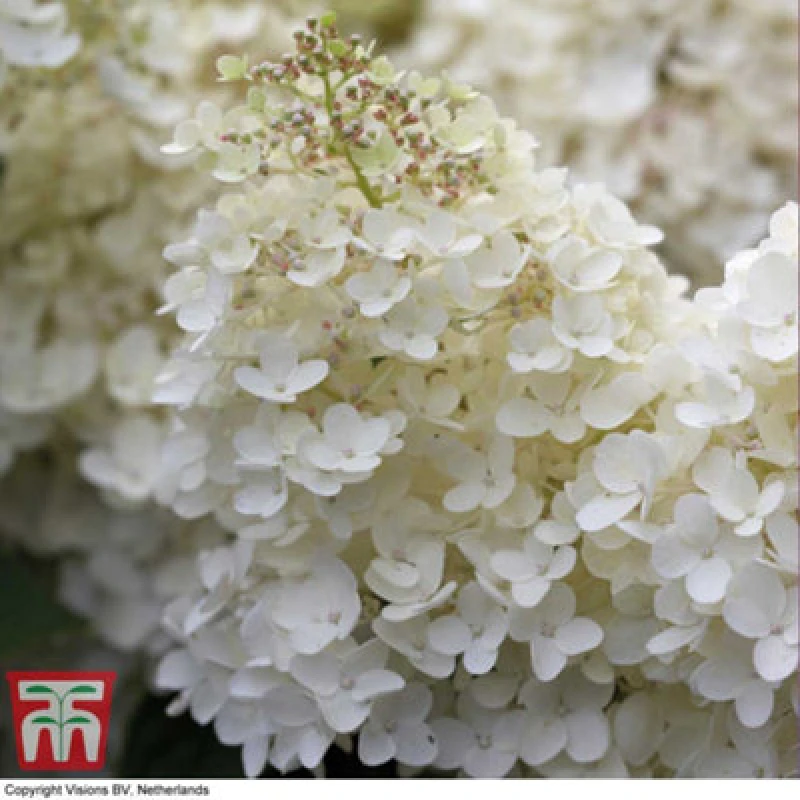 Image of Thompson & Morgan Hydrangea Paniculata Grandiflora 9Cm Pot X 2