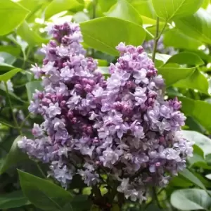 Image of Thompson & Morgan Lilac (Syringa) Doubles Katherine Havemeyer 9cm Pot x 2