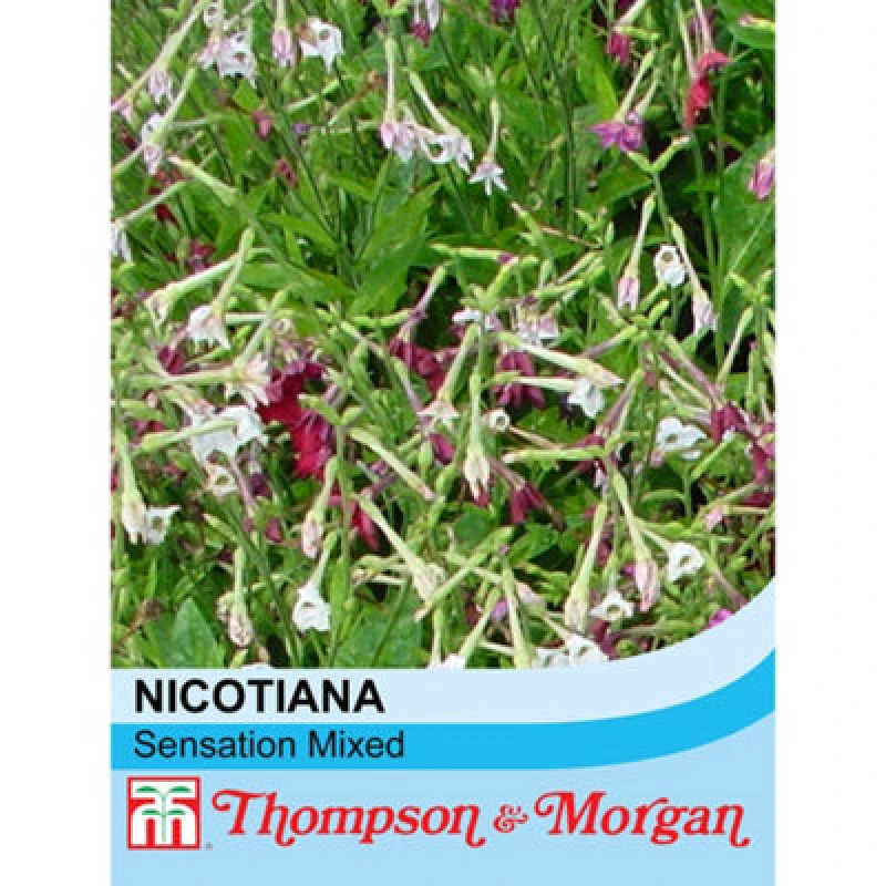 Image of Thompson & Morgan Nicotianaxsanderae Sensation Mixed 1 Seed Packet (2000 Seeds)