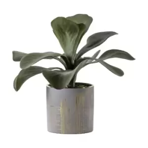 Image of Crossland Grove Kalanchoe W/Gold Ceramic Pot 300X300X280Mm