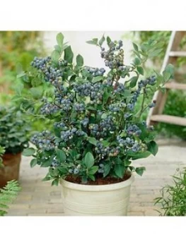 Image of The Complete Blueberry Growiing Kit