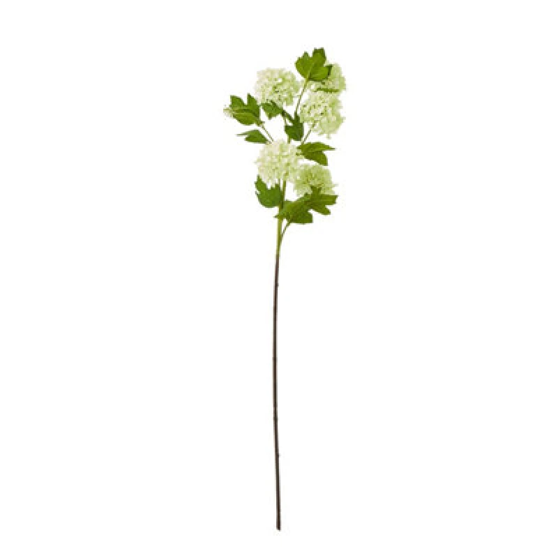 Image of Green Snowball Viburnum Spray