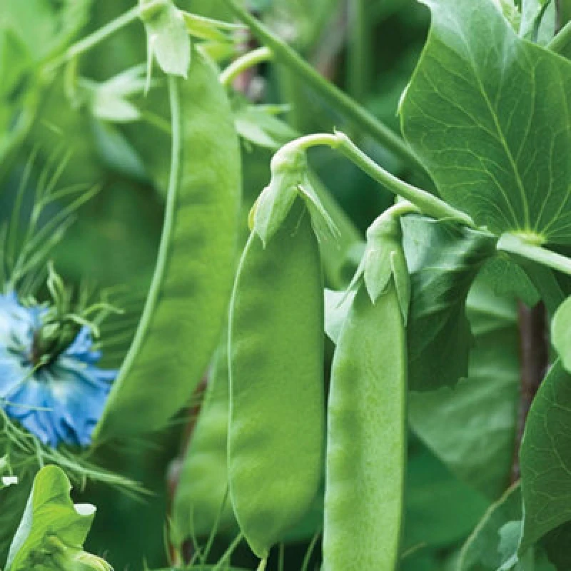 Image of Thompson & Morgan Mangetout Pea Snow Wind 1 Packet (125 Seeds)