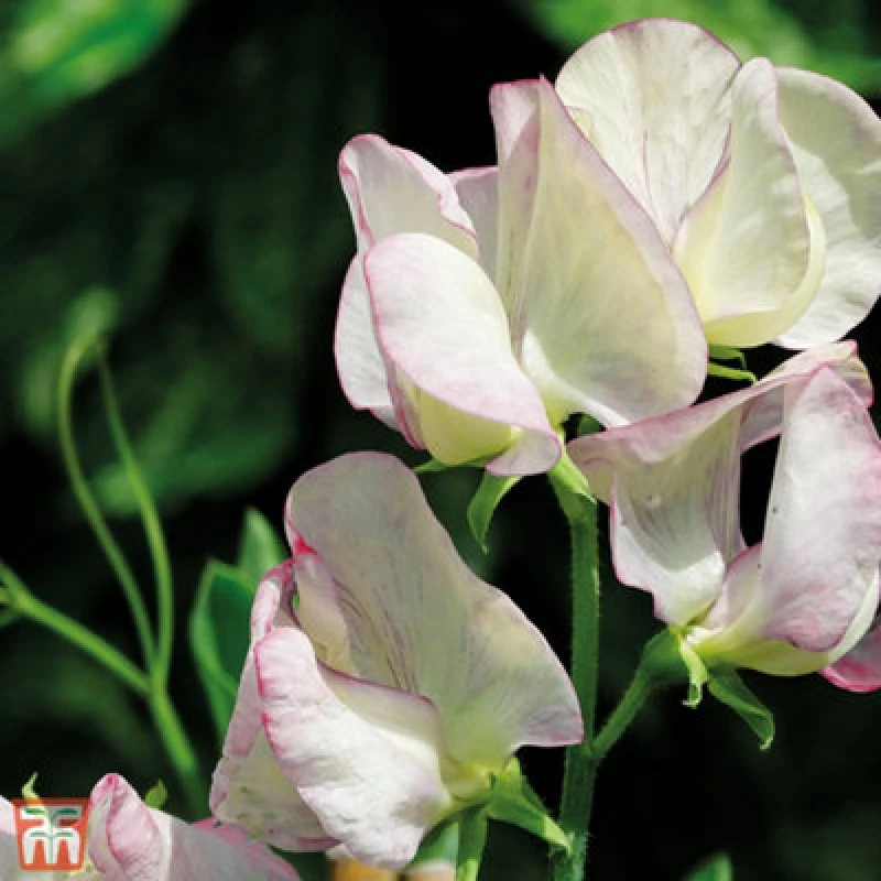 Image of Thompson & Morgan Sweet Pea Fragrant (T&m Prize Strain Mix) 1 Seed Packet (20 Seeds)