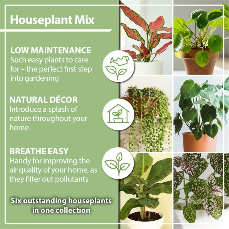 Image of YouGarden Houseplant Collection (6 x 6cm Pots) Green unisex 6x6cm Pots